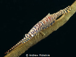 Saw Blade shrimp (Tozeuma Amatum)on a Whip Cpral by Andrew Mckelvie 